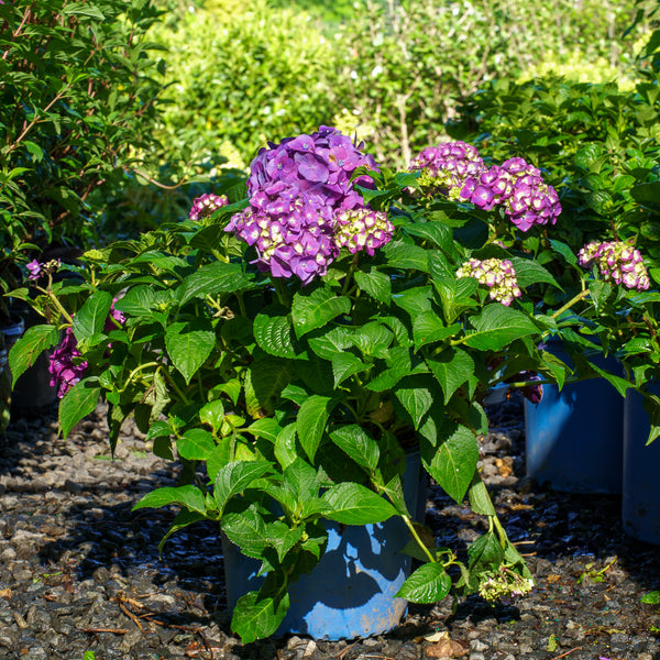 Summer Crush Bigleaf Hydrangea