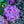 Load image into Gallery viewer, Summer Crush Bigleaf Hydrangea