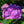 Load image into Gallery viewer, Summer Crush Bigleaf Hydrangea