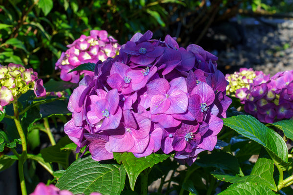 Summer Crush Bigleaf Hydrangea