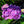 Load image into Gallery viewer, Summer Crush Bigleaf Hydrangea