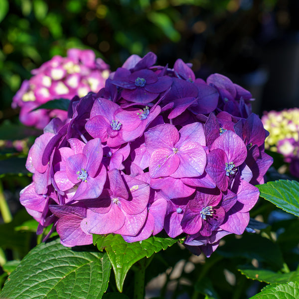 Summer Crush Bigleaf Hydrangea