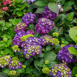 Summer Crush Bigleaf Hydrangea