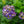 Load image into Gallery viewer, Summer Crush Bigleaf Hydrangea