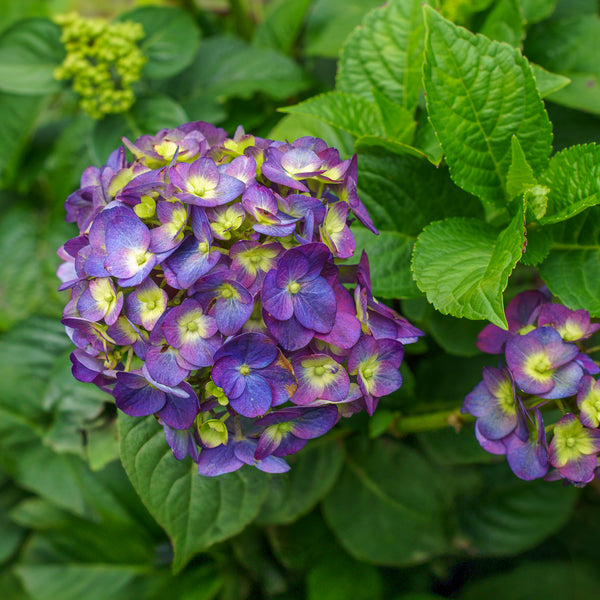 Summer Crush Bigleaf Hydrangea