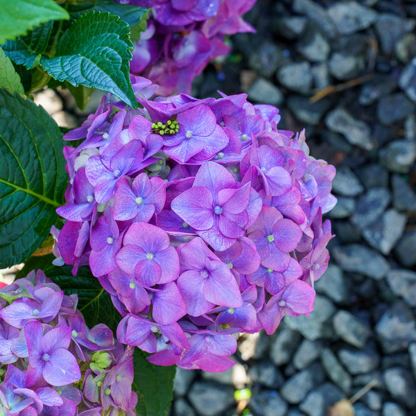 Summer Crush Bigleaf Hydrangea