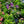 Load image into Gallery viewer, Summer Crush Bigleaf Hydrangea