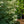 Load image into Gallery viewer, Summer Fun Dogwood - Dogwood Tree - Flowering Trees