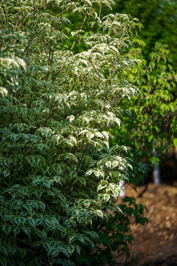 Summer Fun Dogwood - Dogwood Tree - Flowering Trees