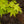 Load image into Gallery viewer, Summer Gold Japanese Maple