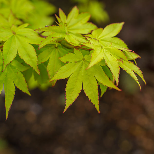 Summer Gold Japanese Maple