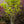 Load image into Gallery viewer, Summer Gold Japanese Maple