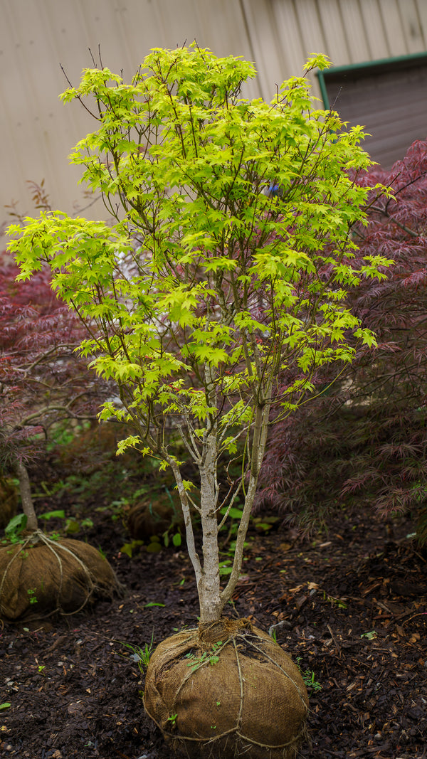 Summer Gold Japanese Maple