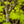 Load image into Gallery viewer, Summer Gold Japanese Maple
