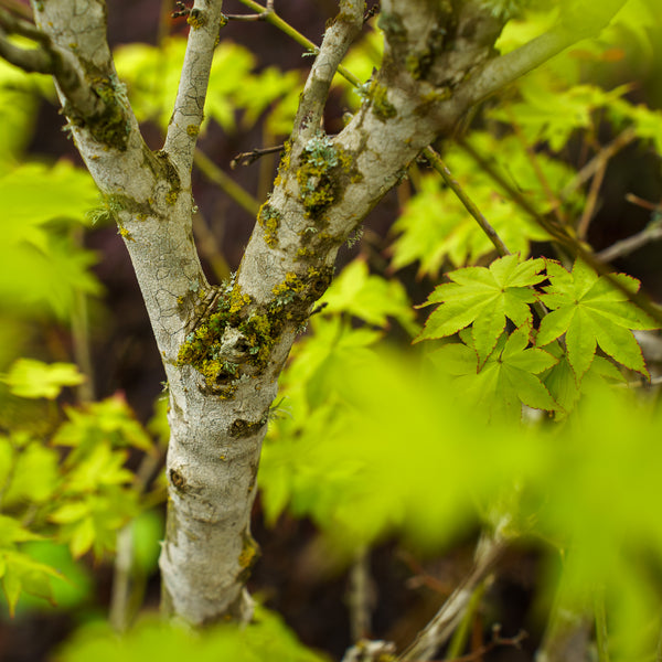Summer Gold Japanese Maple