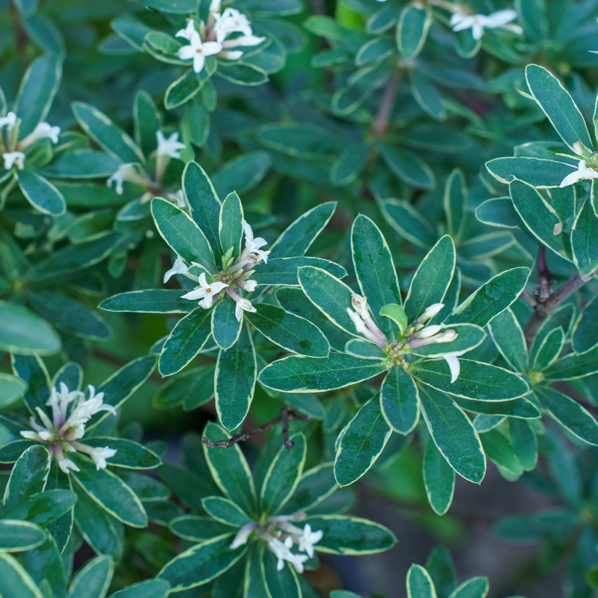 Summer Ice Daphne – Plant Detectives