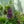 Load image into Gallery viewer, Summer Snapdragon
