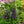 Load image into Gallery viewer, Summer Snapdragon