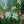 Load image into Gallery viewer, Summer Snapdragon