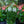 Load image into Gallery viewer, Summer Snapdragon