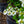 Load image into Gallery viewer, Summer Snowflake Doublefile Viburnum