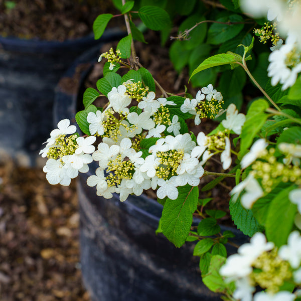 Summer Snowflake Doublefile Viburnum
