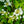 Load image into Gallery viewer, Summer Snowflake Doublefile Viburnum