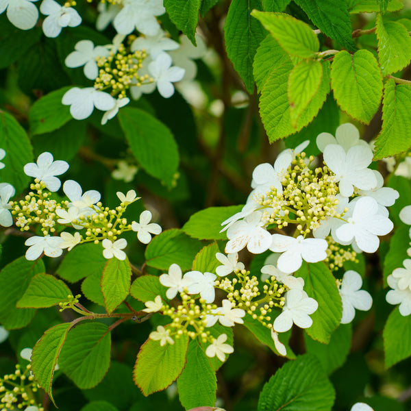 Summer Snowflake Doublefile Viburnum