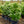 Load image into Gallery viewer, Summer Snowflake Doublefile Viburnum