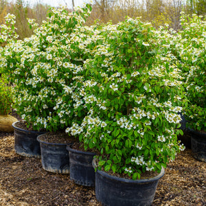 Summer Snowflake Doublefile Viburnum