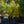 Load image into Gallery viewer, Summer Sparkler Summersweet