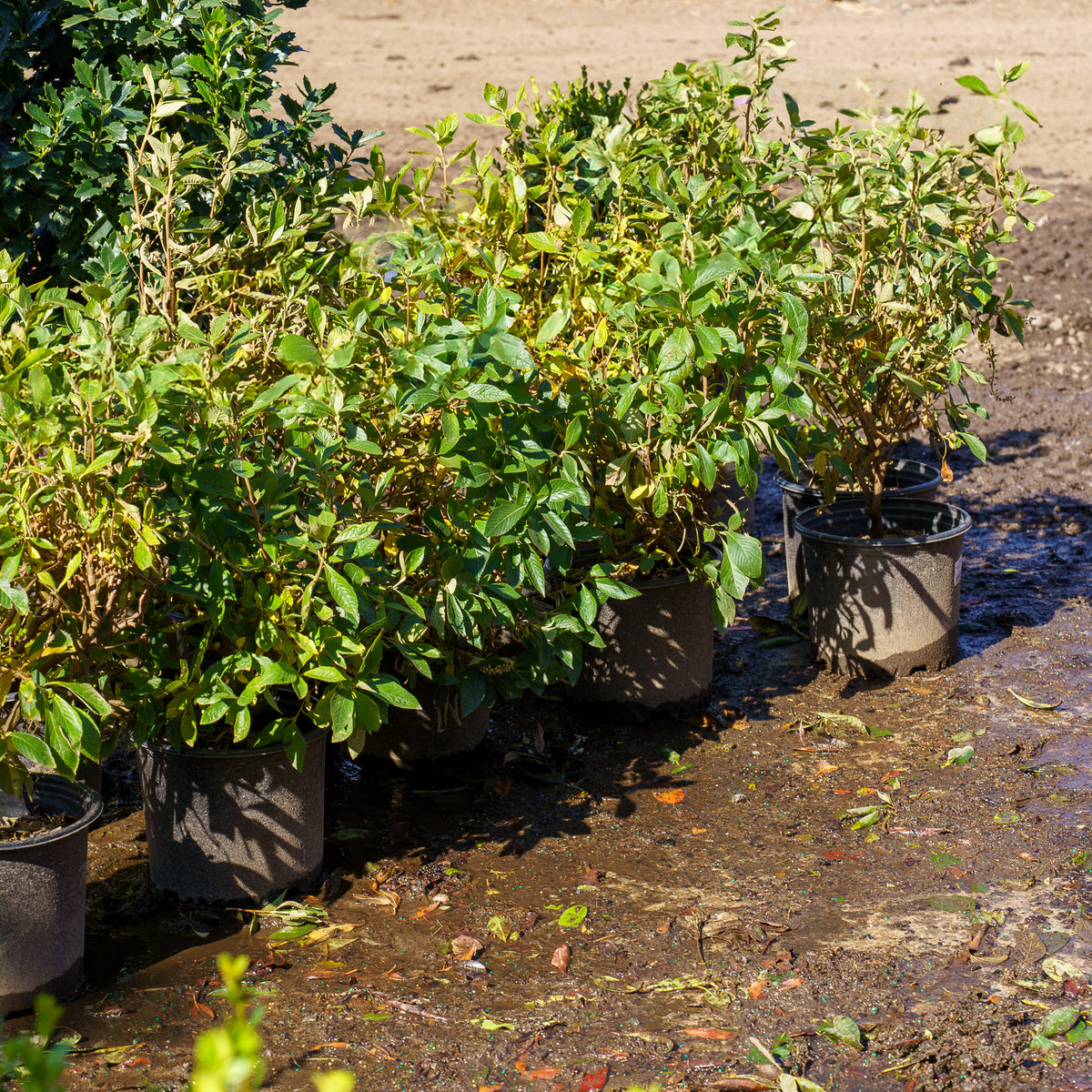 Summer Sparkler Summersweet – Plant Detectives