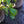 Load image into Gallery viewer, Summer Sparkler Summersweet