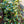 Load image into Gallery viewer, Summer Sunset Asiatic Jasmine