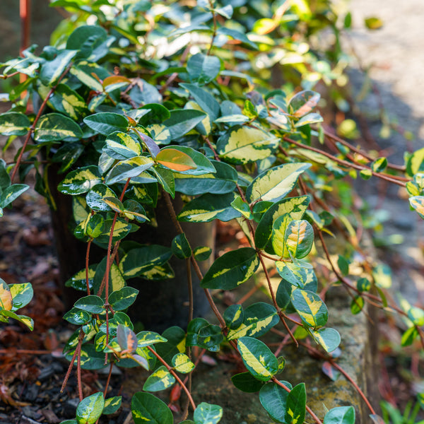 Summer Sunset Asiatic Jasmine