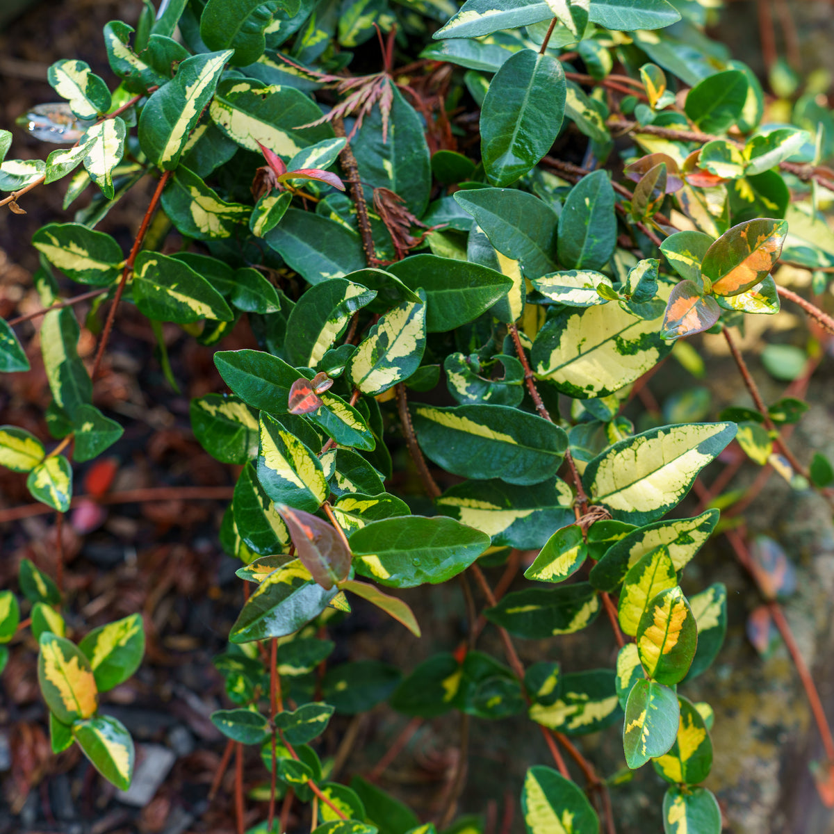 Summer Sunset Asiatic Jasmine – Plant Detectives