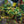 Load image into Gallery viewer, Summer Sunset Asiatic Jasmine