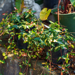 Summer Sunset Asiatic Jasmine