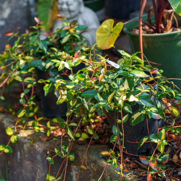 Summer Sunset Asiatic Jasmine