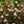 Load image into Gallery viewer, Summer Wine Ninebark - Ninebark - Shrubs