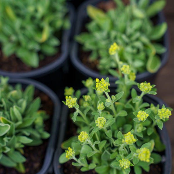 Summit Basket-of-Gold