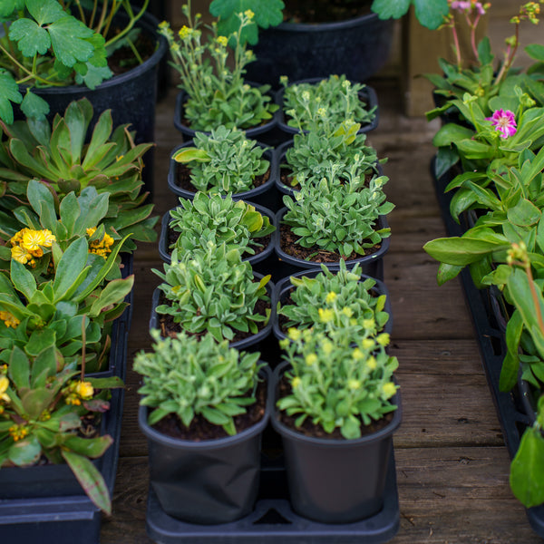 Summit Basket-of-Gold