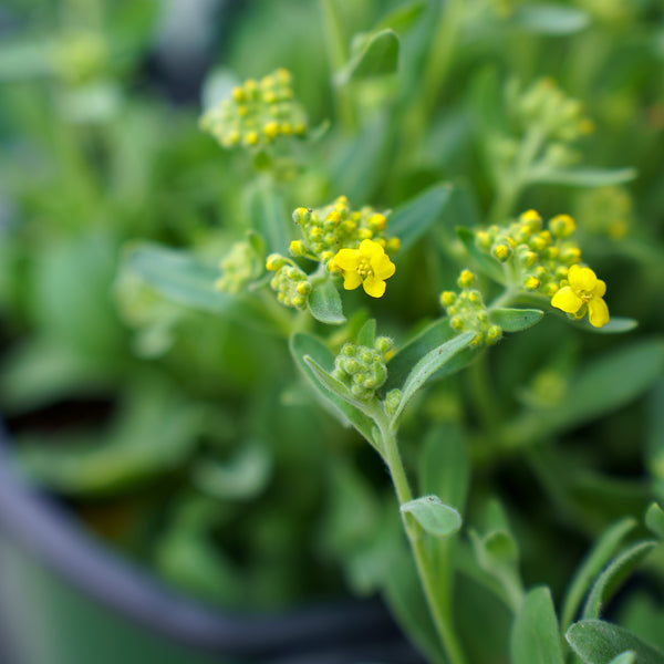 Summit Basket-of-Gold