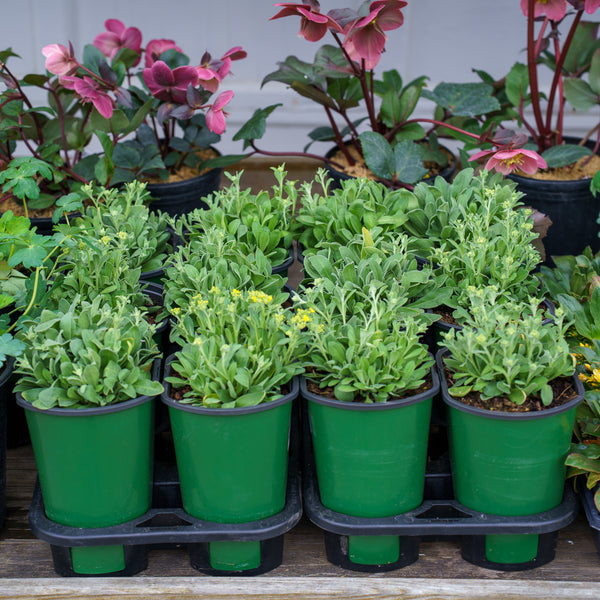 Summit Basket-of-Gold