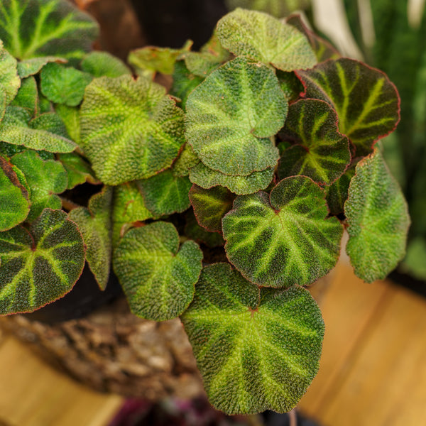 Sun-Changing Begonia