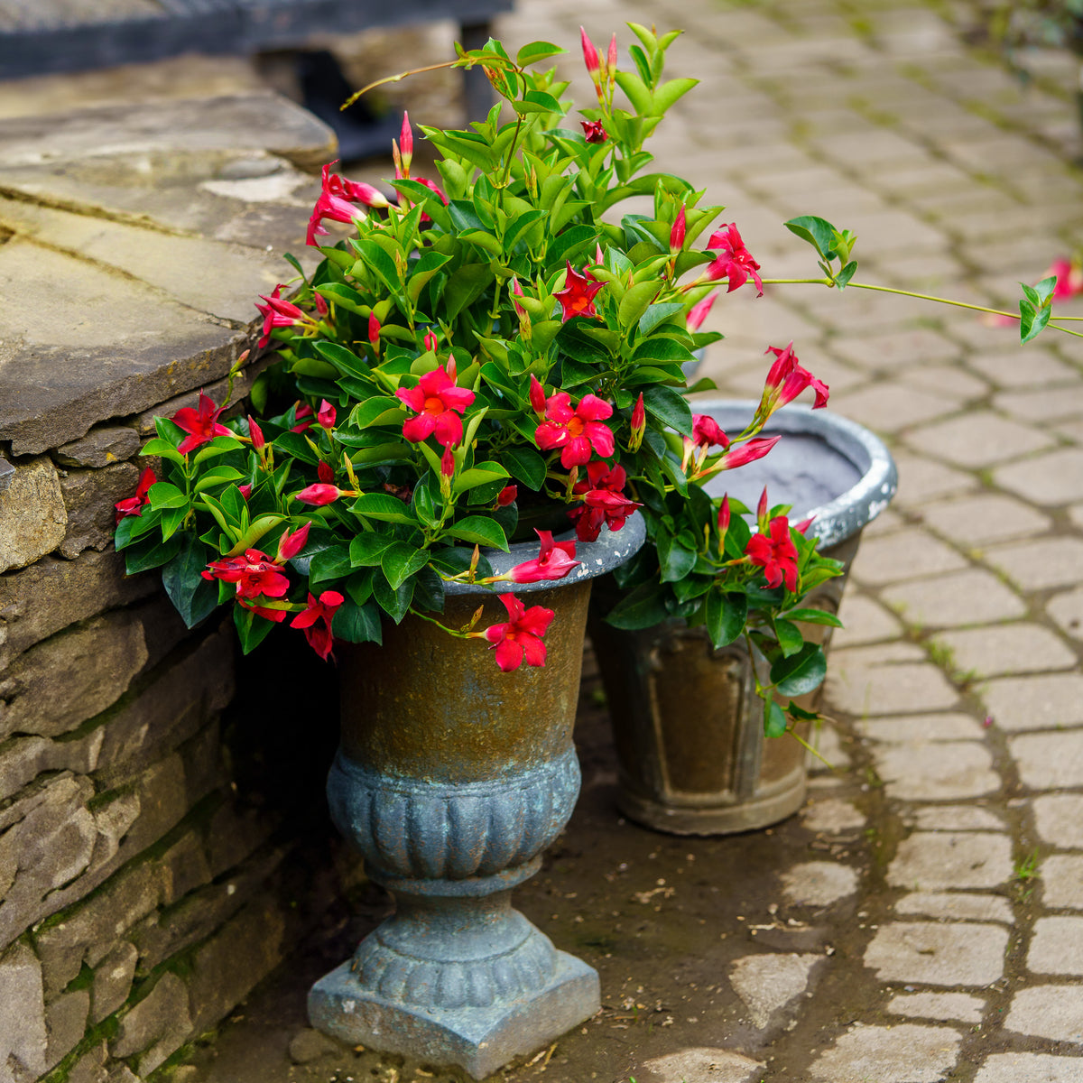 planting mandevilla in a pot Assorted Mandevilla – Plant Detectives