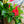 Load image into Gallery viewer, Assorted Mandevilla
