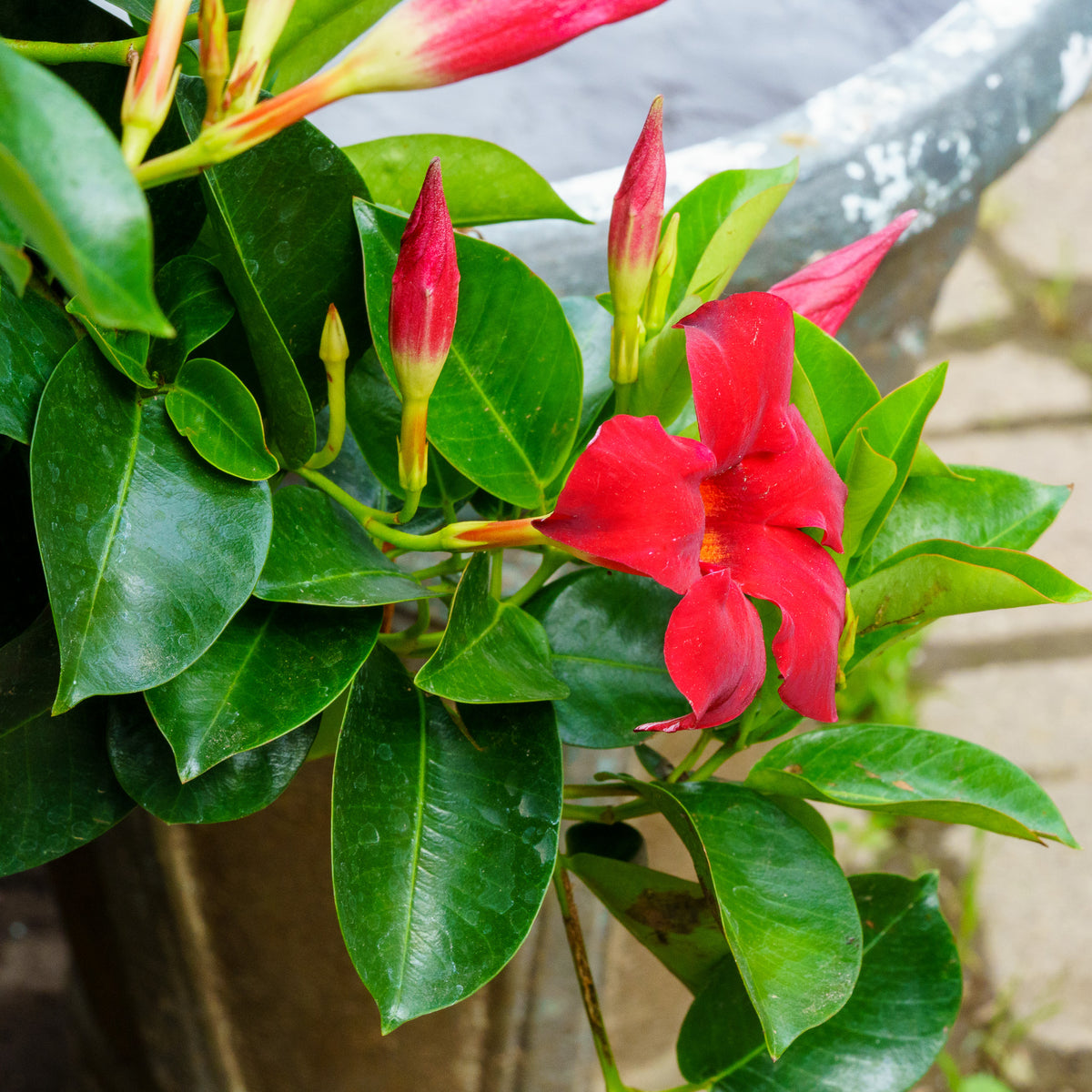 crimson trellis plant Sun Parasol Crimson Mandevilla – Plant Detectives