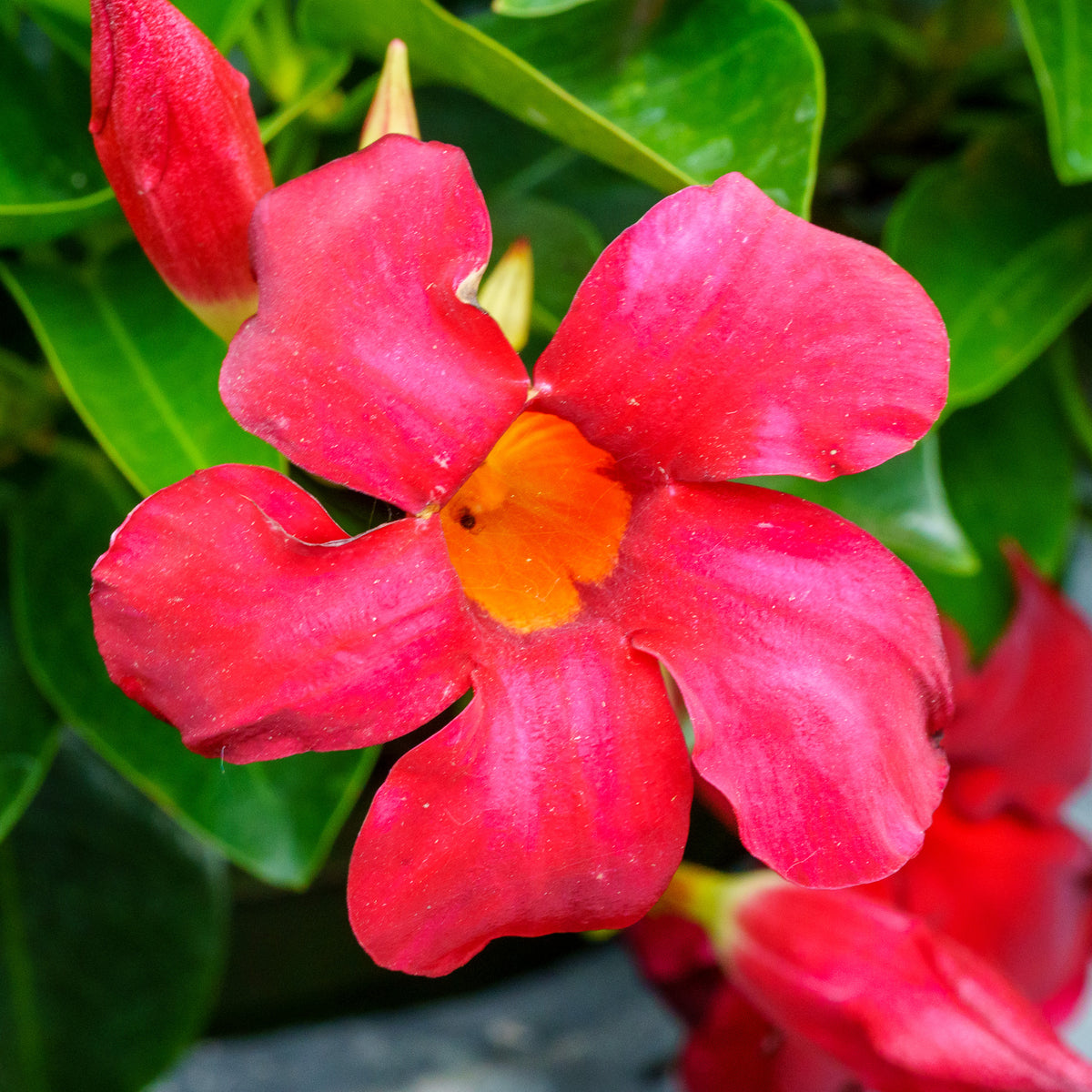 Sun Parasol Crimson Mandevilla - Plant Detectives
