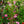 Load image into Gallery viewer, Assorted Mandevilla